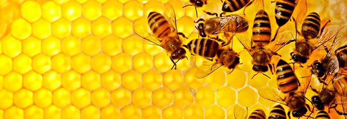 пчелы.jpg