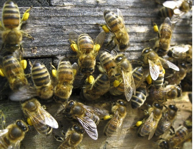 За сезон 2013 г. медосбор в Великобритании вырос до 11 кг с 1 пчелосемьи (в среднем по стране), но это значительно ниже планируемого в долгосрочной перспективе уровня производства меда.