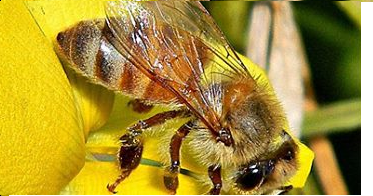 Министерство сельского хозяйства США выделили 3 миллиона долларов, на улучшение здоровья  медоносных пчел на Среднем Западе.