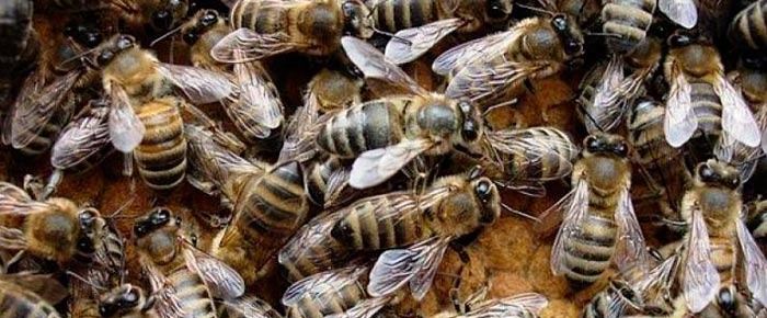 Пчелы карпатской породы (карпатки): характеристики и особенности / Статьи «Здоровье от Природы»