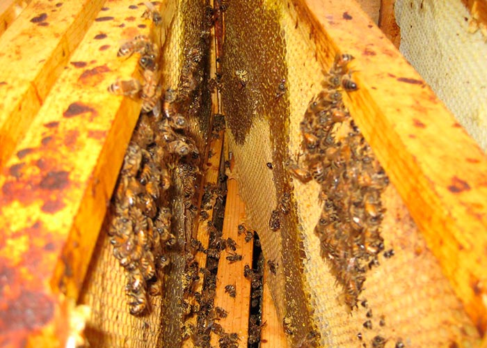 Пчёлки очень любят мёд - Страница 20 - hb-crm.ru