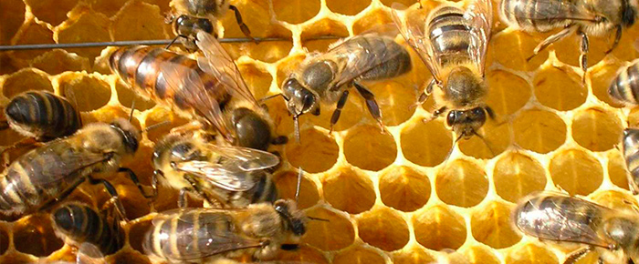 Пчелиный улей своими руками