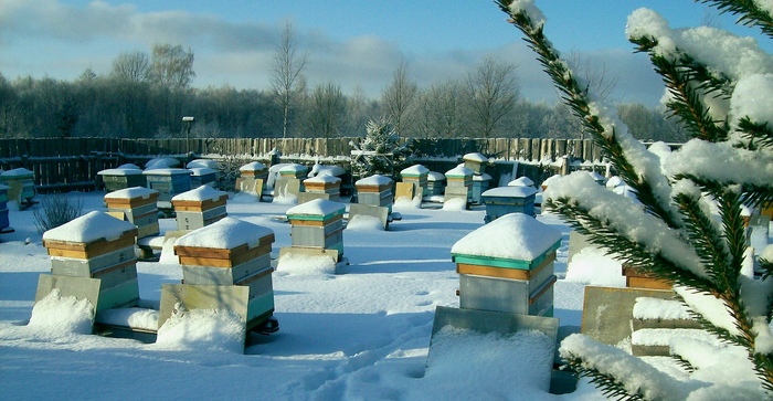 Некоторые пчеловоды оставляют ульи под снегом