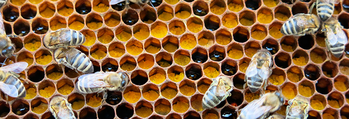 пчелы.jpg