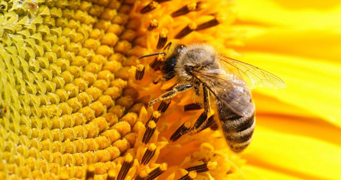 Климатические условия оказывают влияние на выбор пчел 