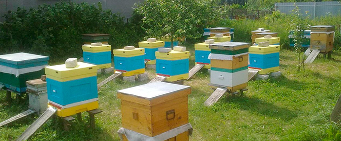 Идеальный комплект улья для начинающих пчеловодов