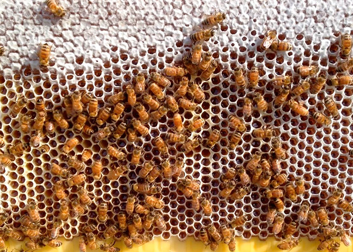 Как сделать смотровой пчелиный улей своими руками - Столярная школа Rubankov