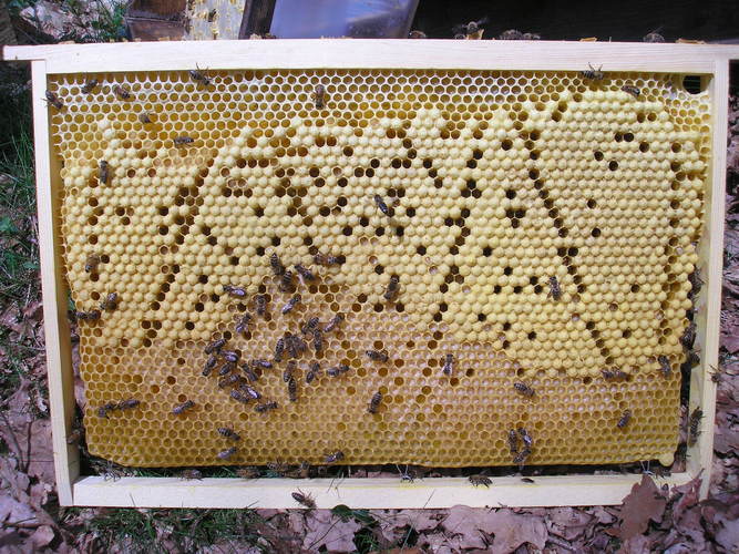 Запасенный на зиму натуральный мед