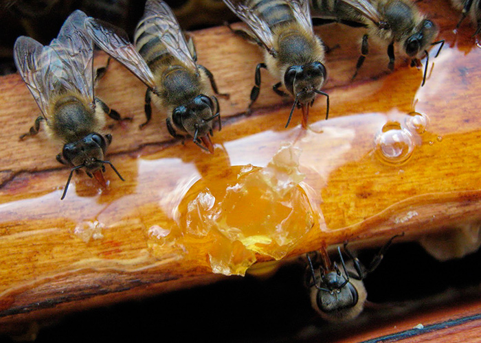 Календарь пчеловода: август