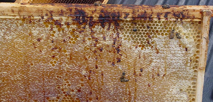 Календарь-пчеловода,-работа-на-пасеке-в-январе-6.jpg