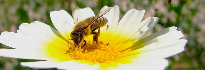 пчелы-происхождение.jpg