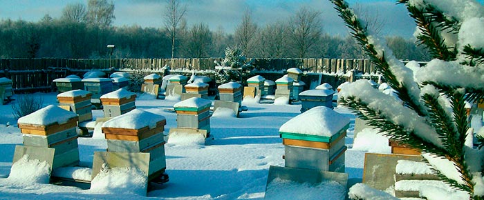 Календарь-пчеловода,-работа-на-пасеке-в-январе-3.jpg