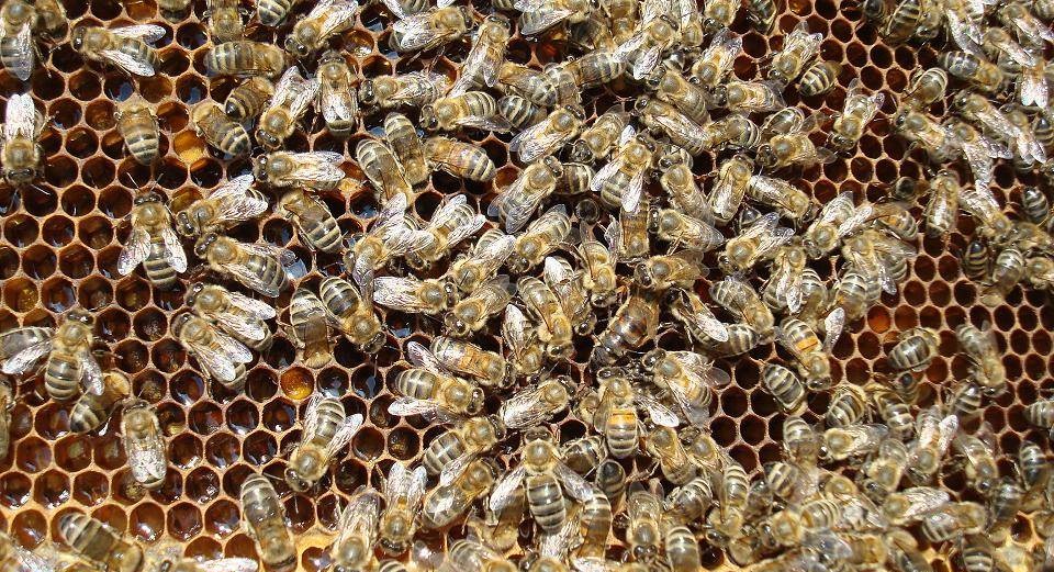 Породы пчел купить. Пчеломатка Карника ф1. Карника порода пчел. Пчелопакеты Карника. Пчелы краинской породы.