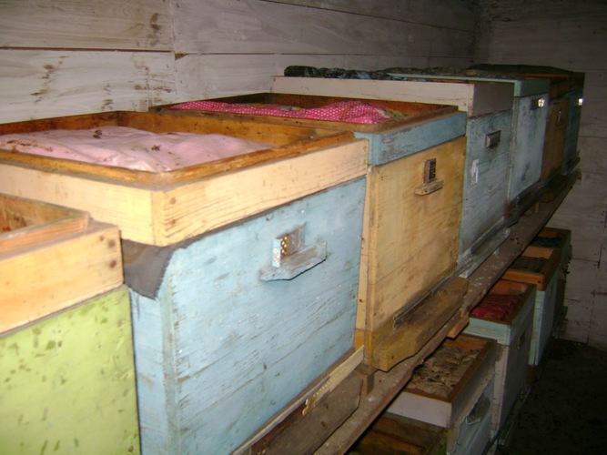 В зимовнике пчелы проводят 4-5 месяцев в году