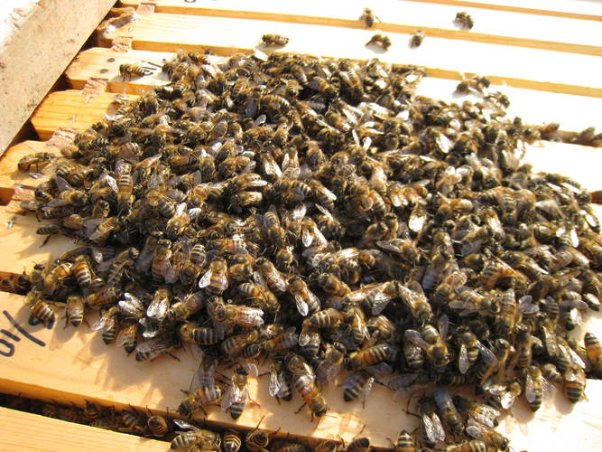 Как нападение пчел спасло жизнь умирающей женщине