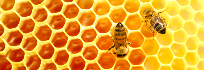 2-Полезные-свойства-пчелиного-меда.jpg