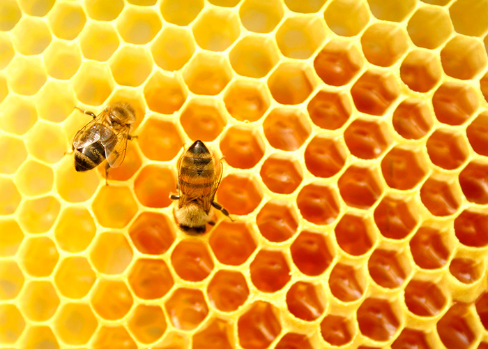 Подкормка пчел к зиме - важный этап сентябрьских работ на пасеке