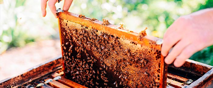 Как сделать отводок пчел весной (видео)