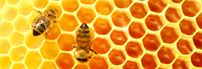 прополис-пчелы.jpg