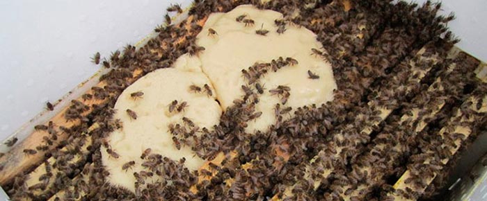 Календарь-пчеловода,-работа-на-пасеке-в-январе-4.jpg