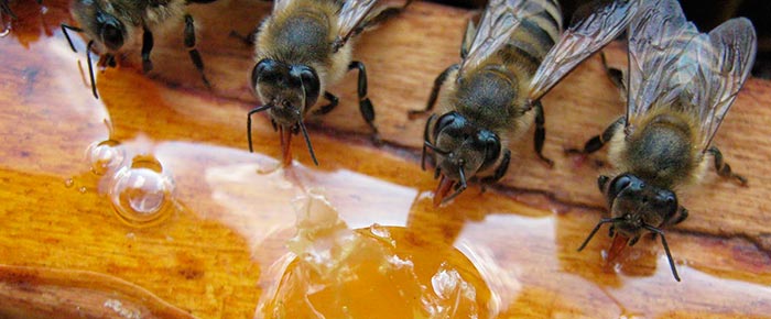 Канди для пчел, как приготовить, когда начинать подкормку?