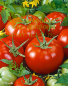 картинка Семена томата ЭС F1 Бабай от магазина ТД Здоровье от Природы