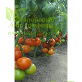 картинка Семена томата ЭС F1 Изабель от магазина ТД Здоровье от Природы
