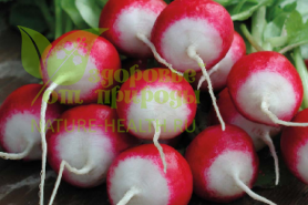 картинка Семена редиса ЭС розово-красный с белым кончиком от магазина ТД Здоровье от Природы